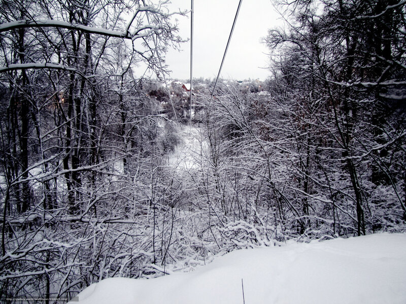 Snowy forest view