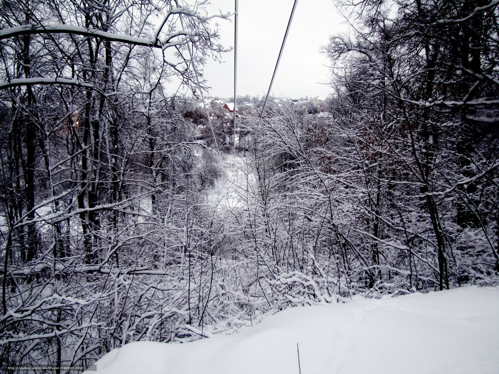 Snowy forest view