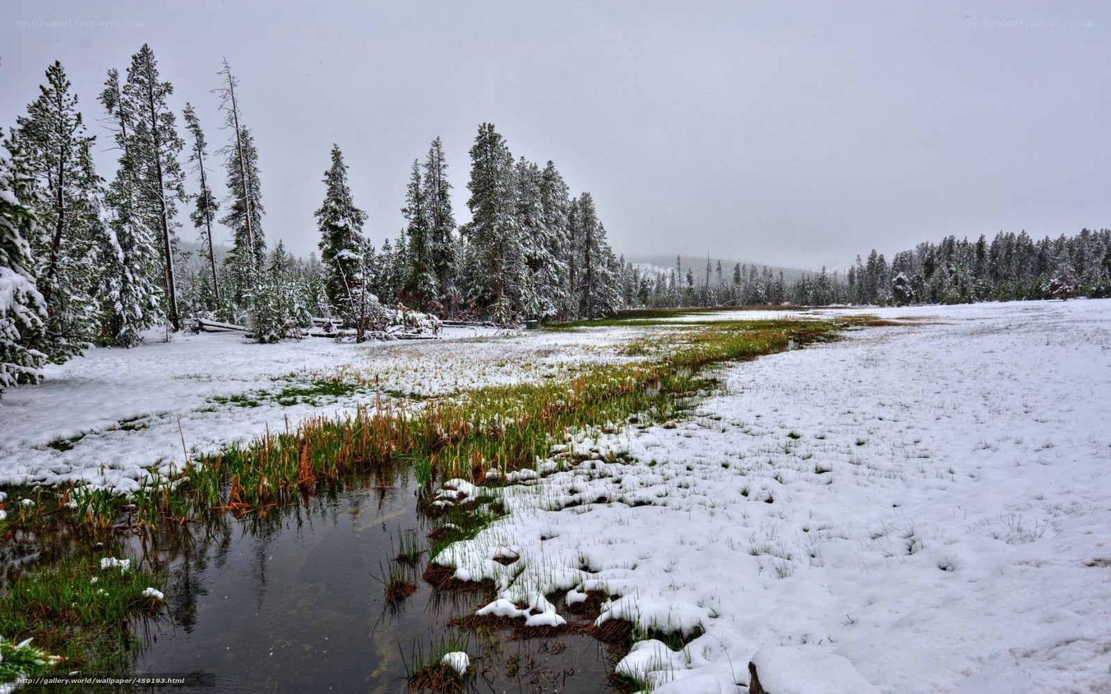 Snowy forest wetland scene