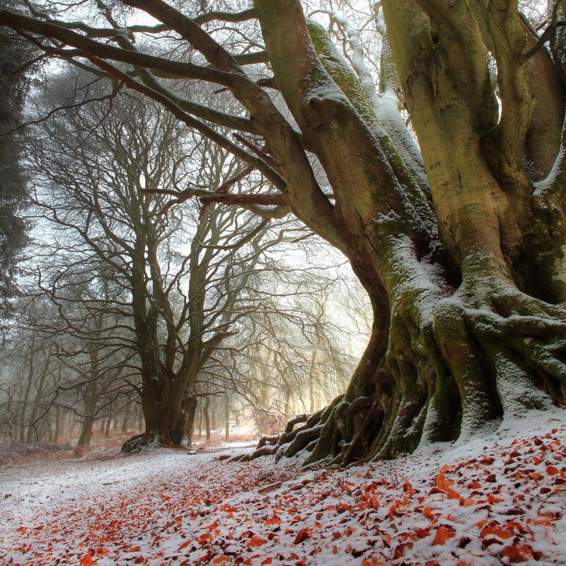 Snowy forest with ancient trees