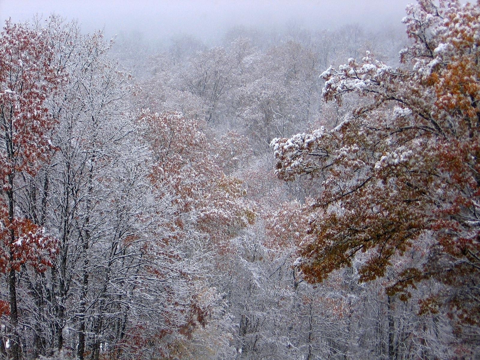 Snowy forest with autumn leaves