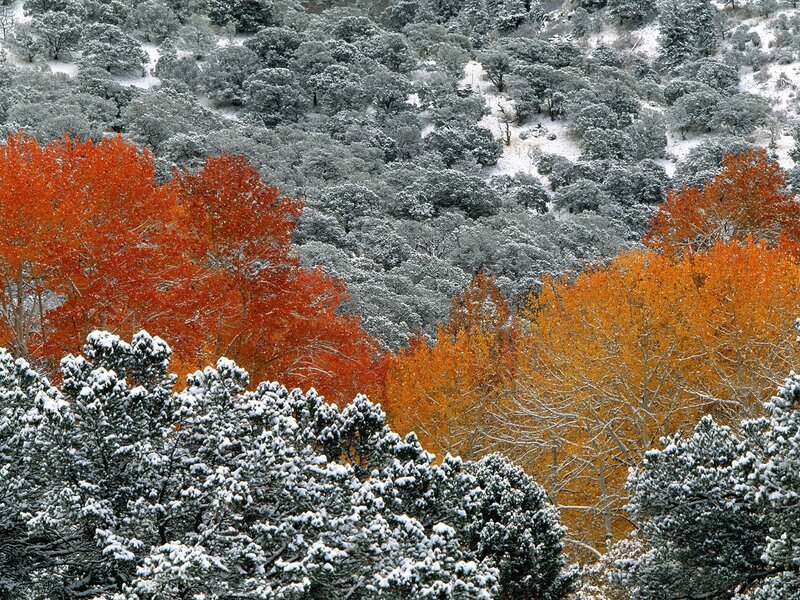 Snowy forest with autumn trees