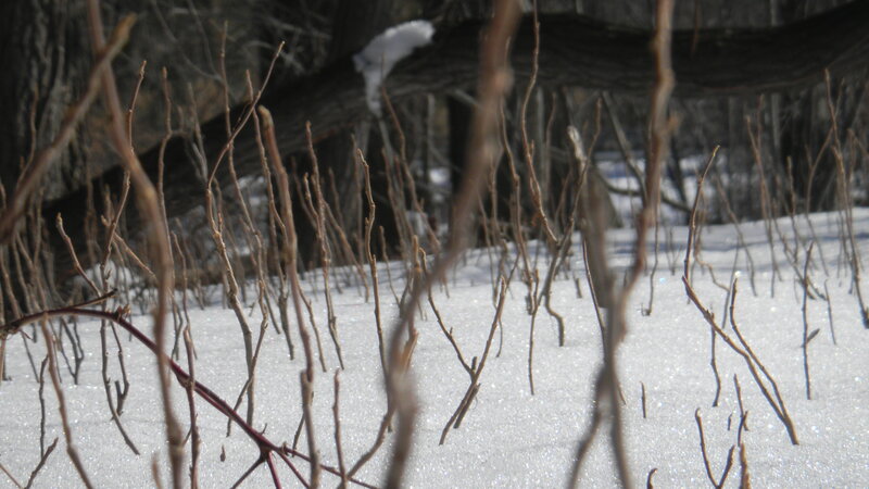 Snowy forest with bare branches