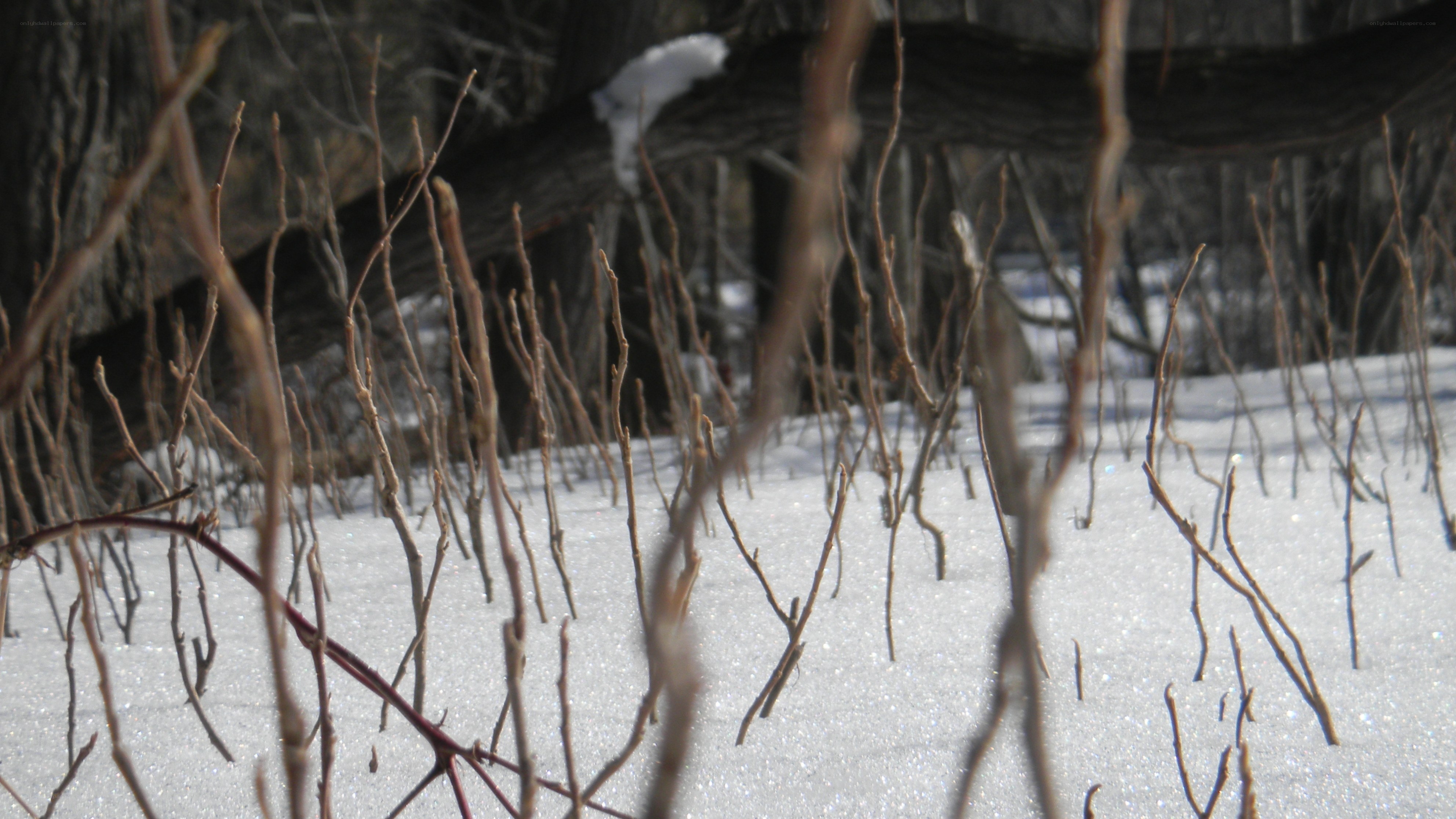 Snowy forest with bare branches