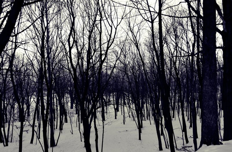 snowy forest with bare trees