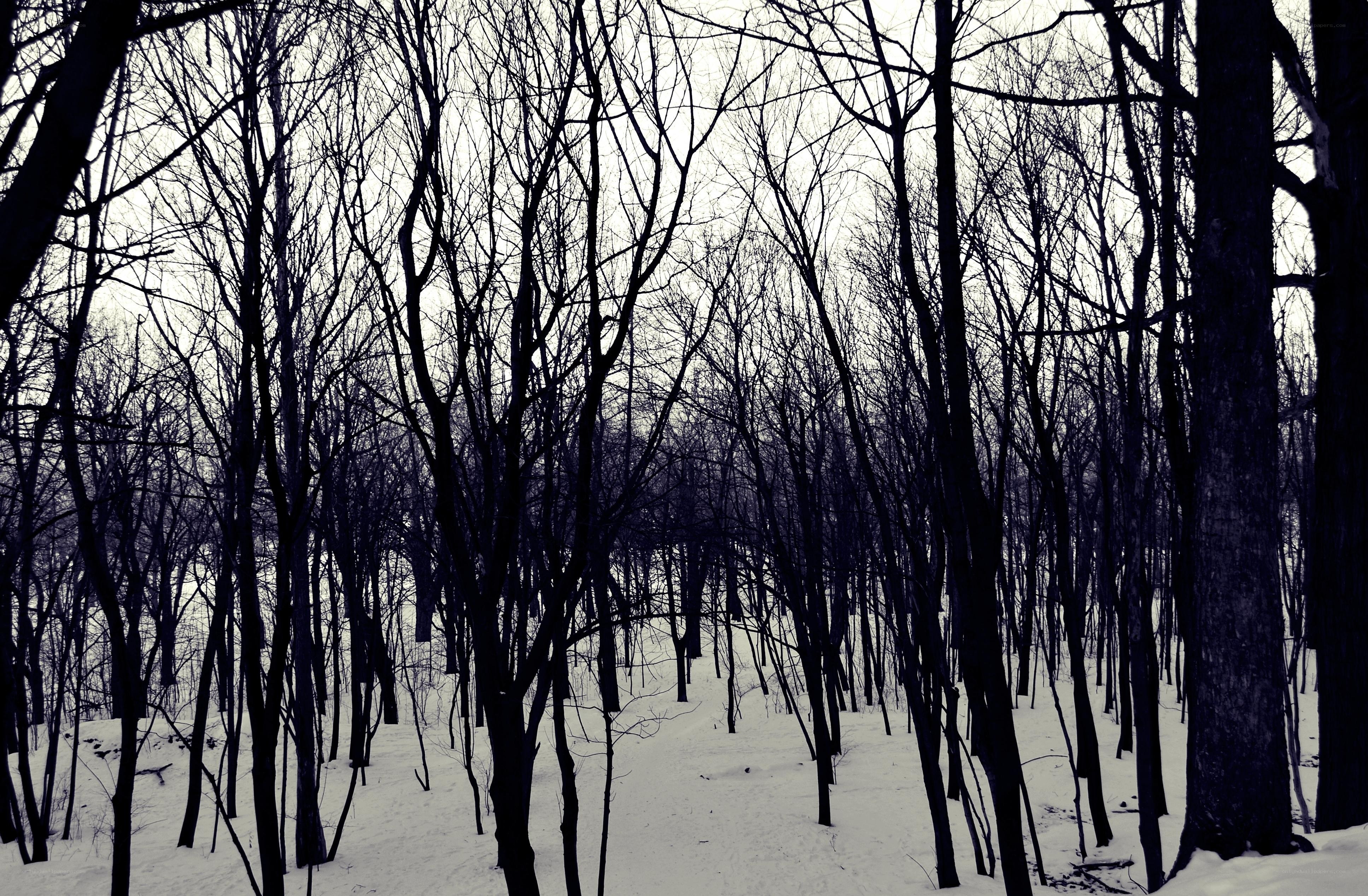 snowy forest with bare trees
