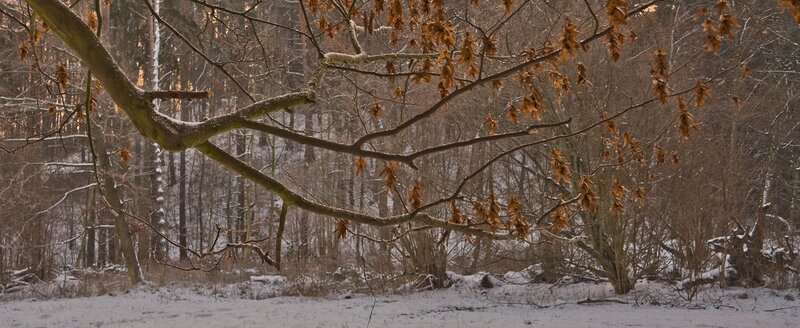 snowy forest with bare trees