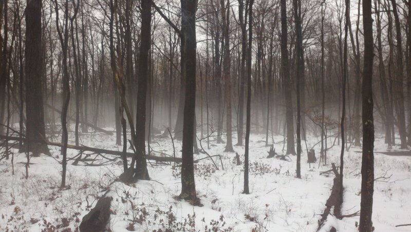 Snowy Forest with Bare Trees — White