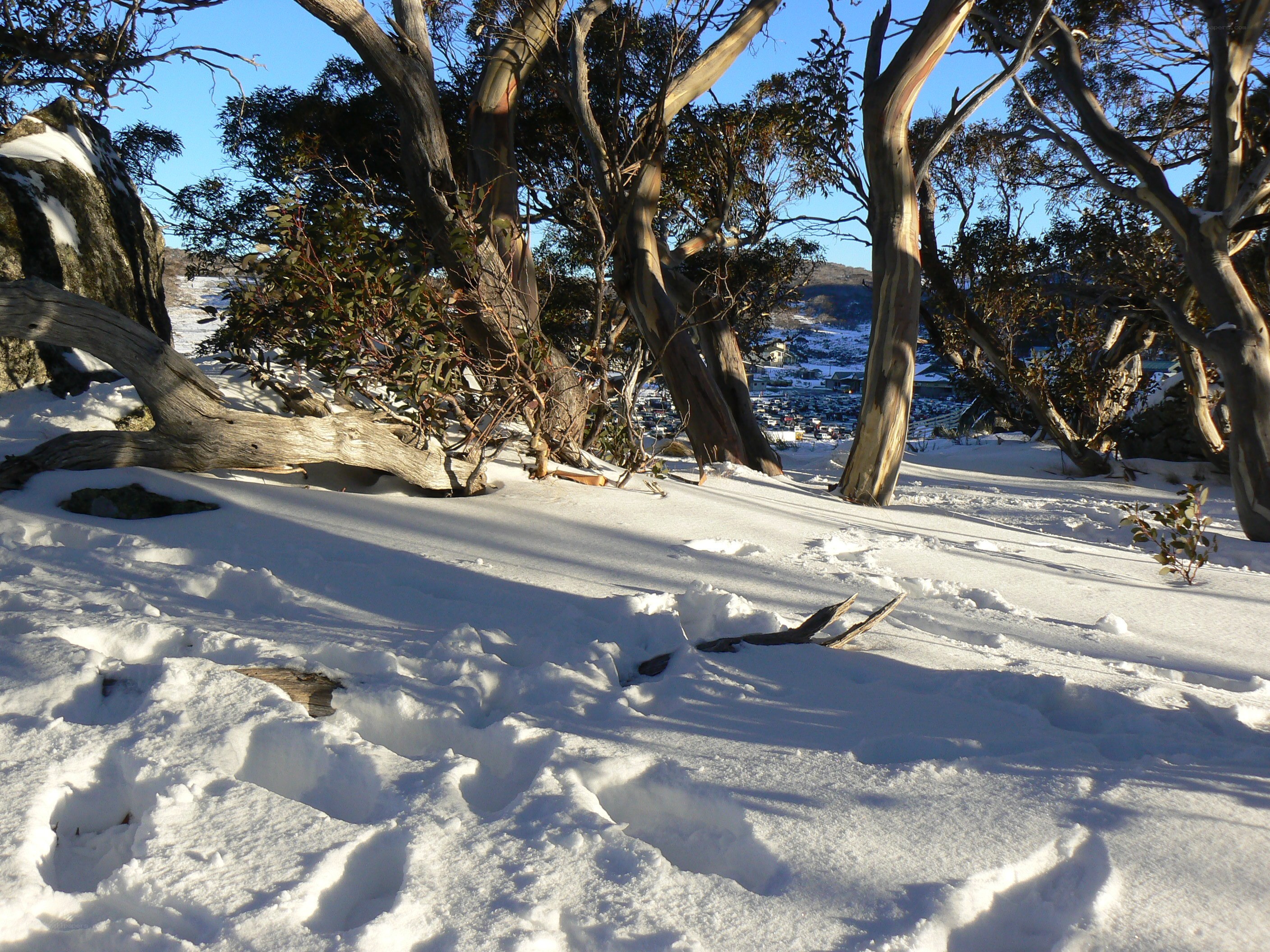 Snowy forest with eucalyptus trees