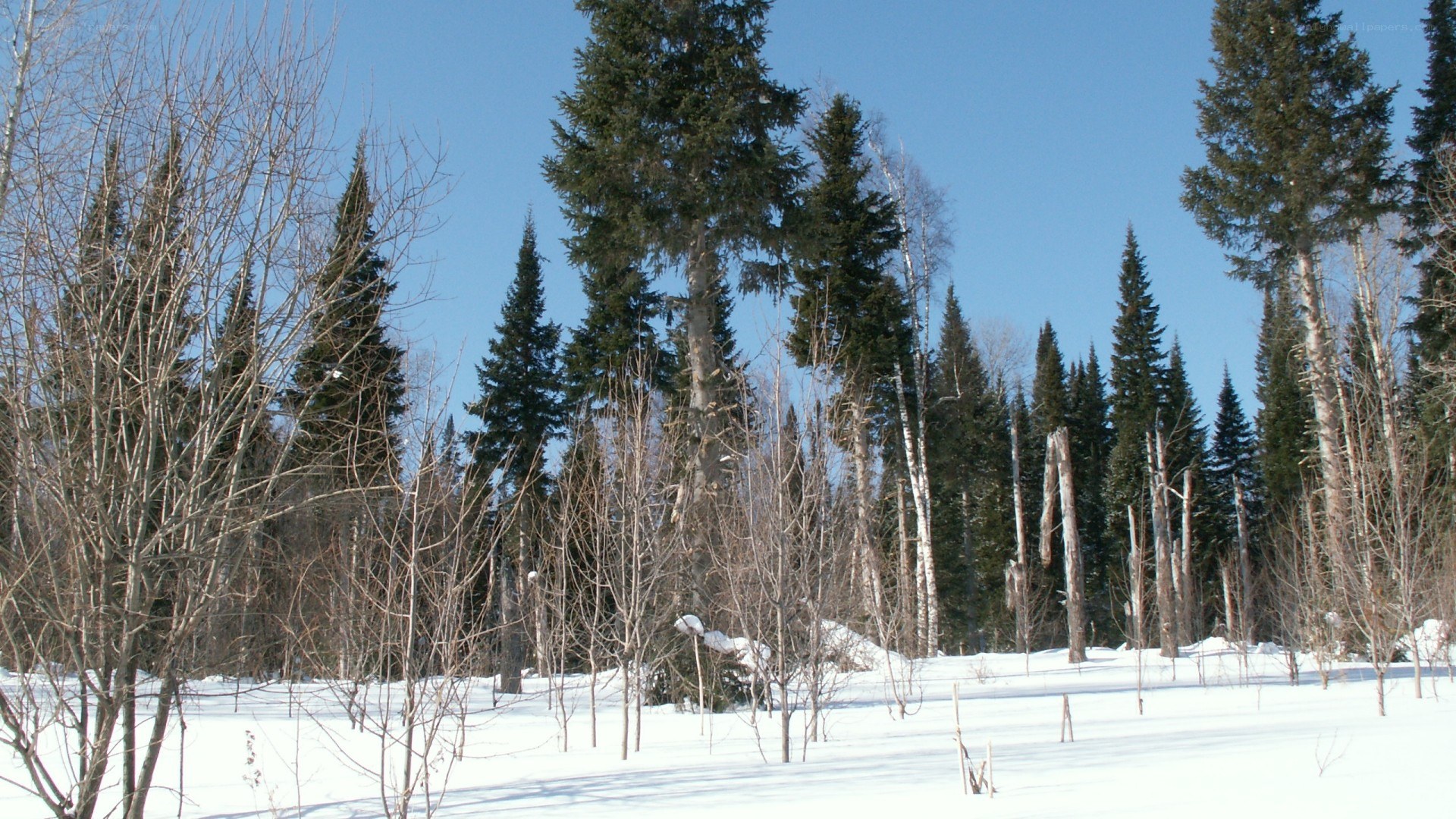snowy forest with evergreen trees