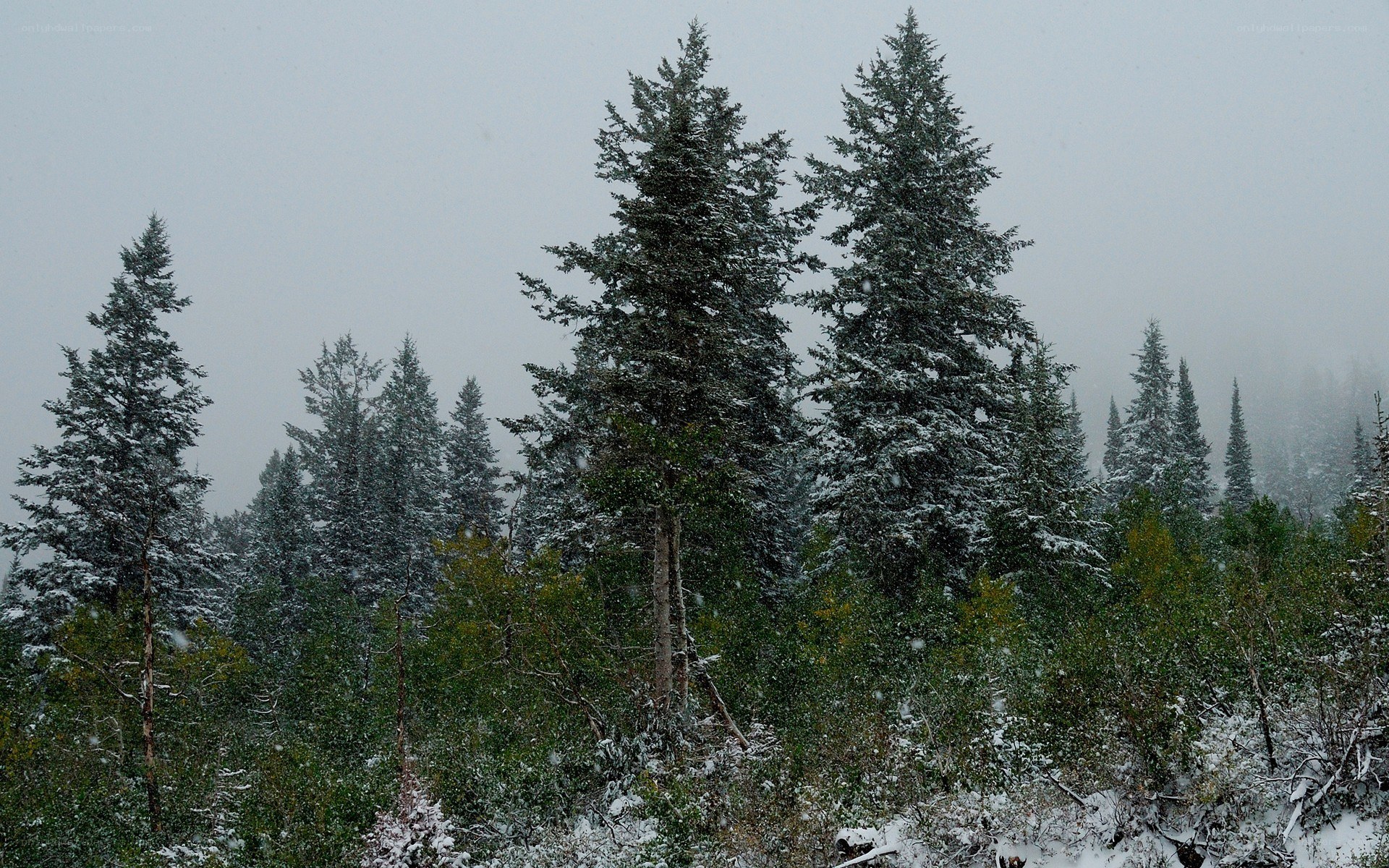Snowy forest with evergreen trees