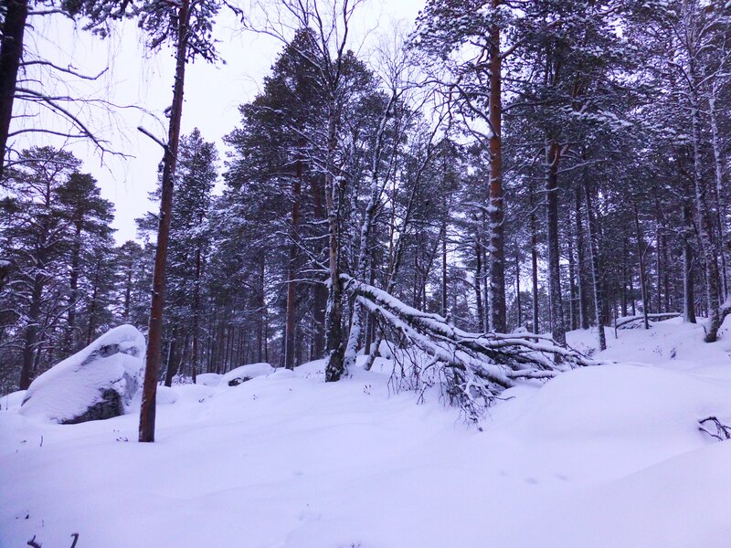Snowy forest with fallen tree