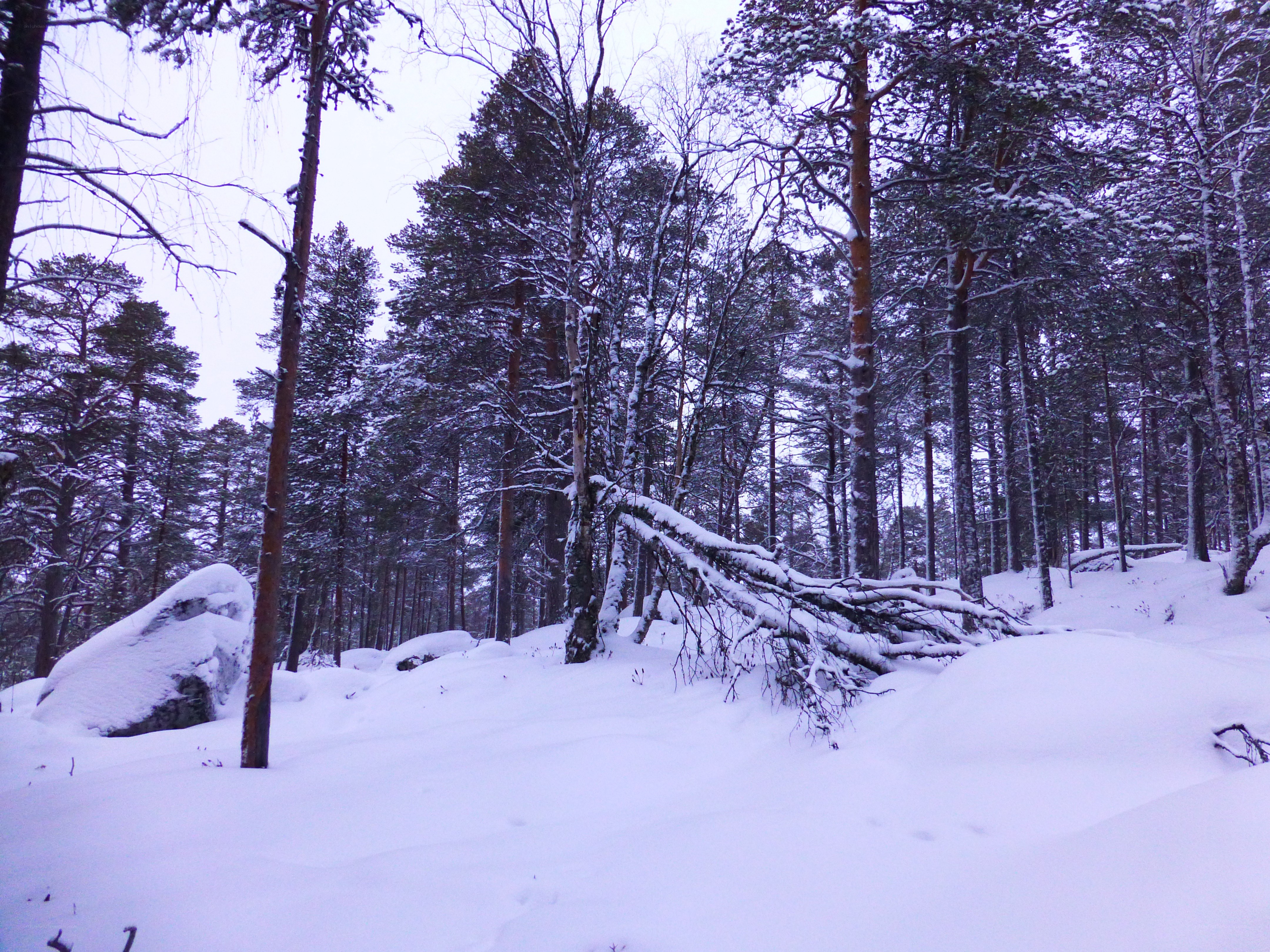 Snowy forest with fallen tree