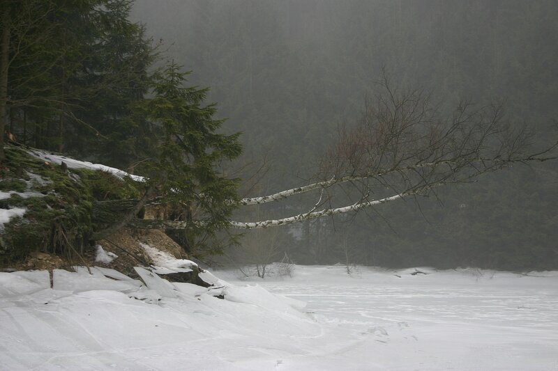 Snowy forest with fallen tree