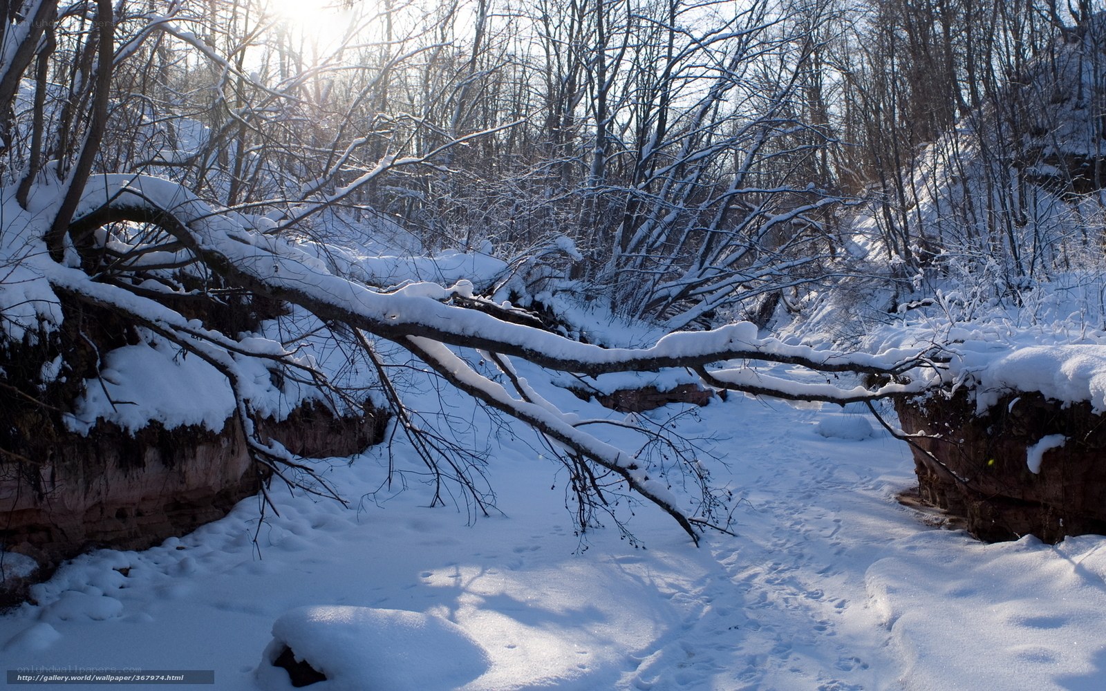 Snowy forest with fallen tree