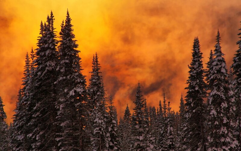 Snowy forest with fiery sky