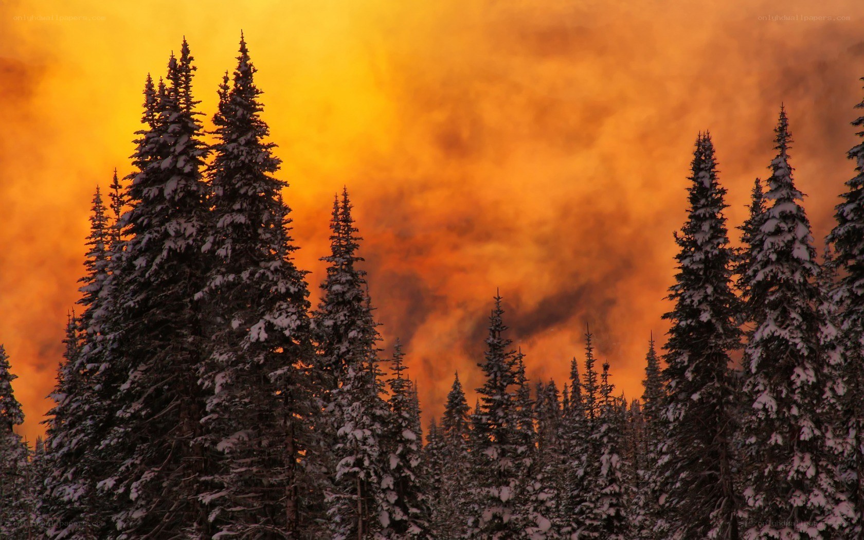 Snowy forest with fiery sky