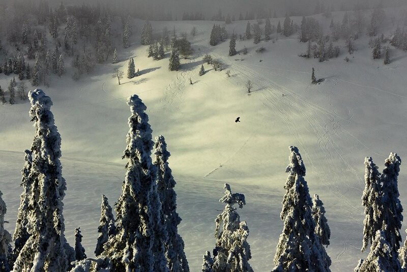 Snowy forest with flying bird