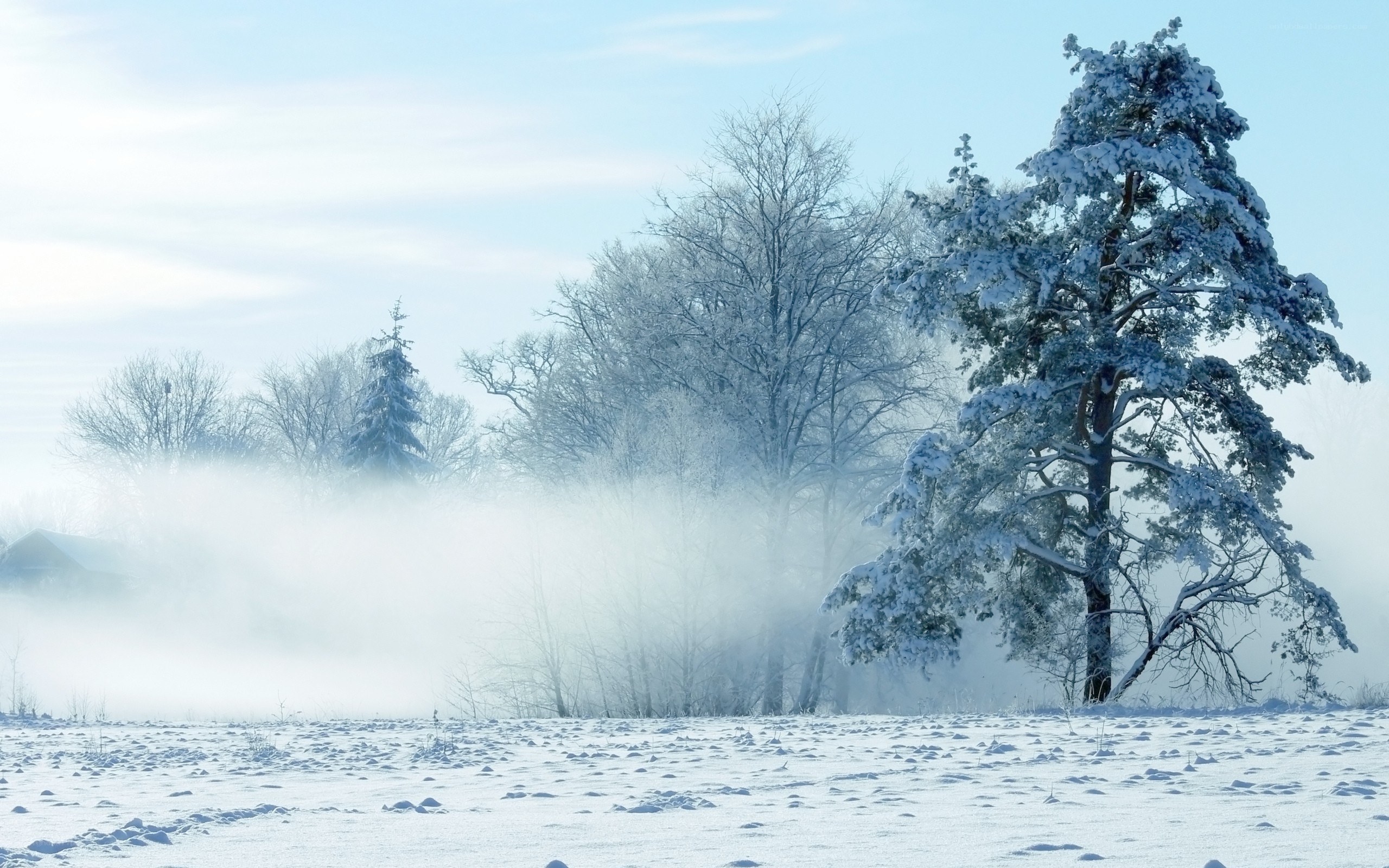 Snowy forest with fog