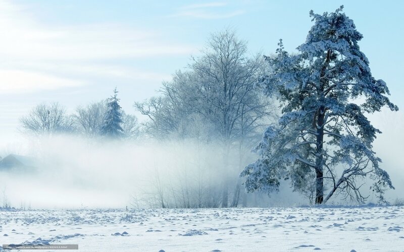 Snowy forest with fog