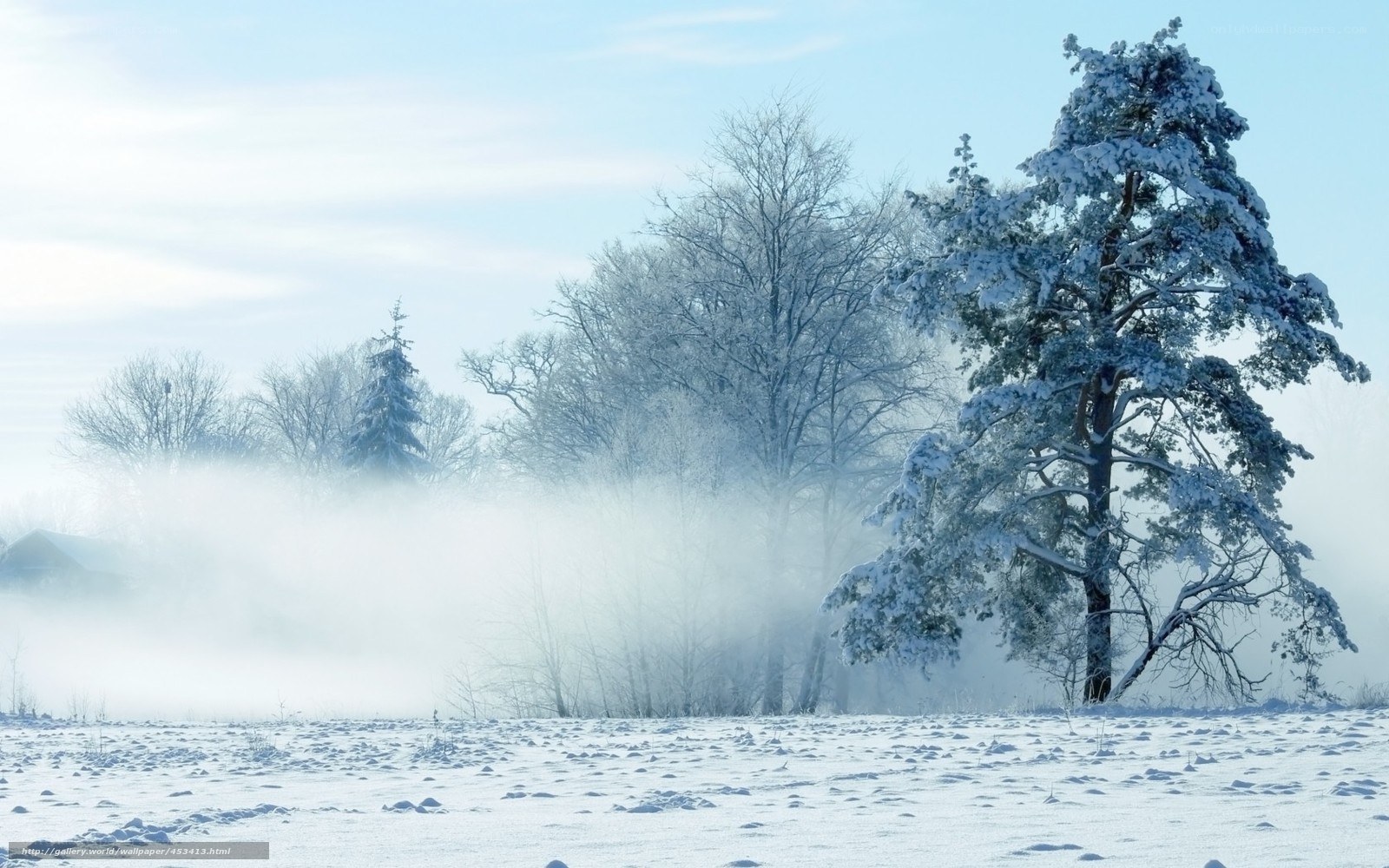 Snowy forest with fog