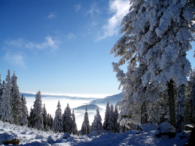 Snowy forest with foggy valley