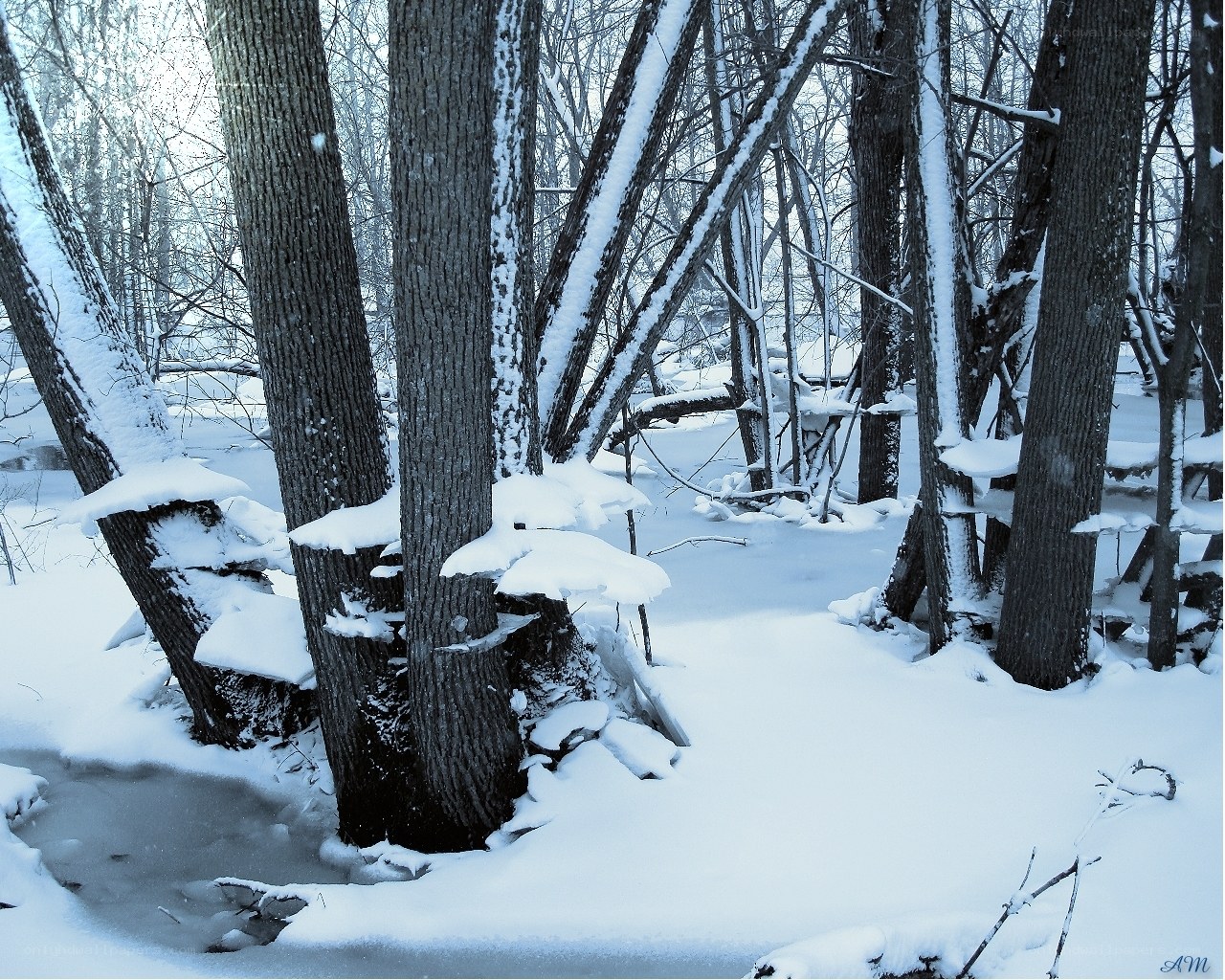 Snowy forest with frozen stream