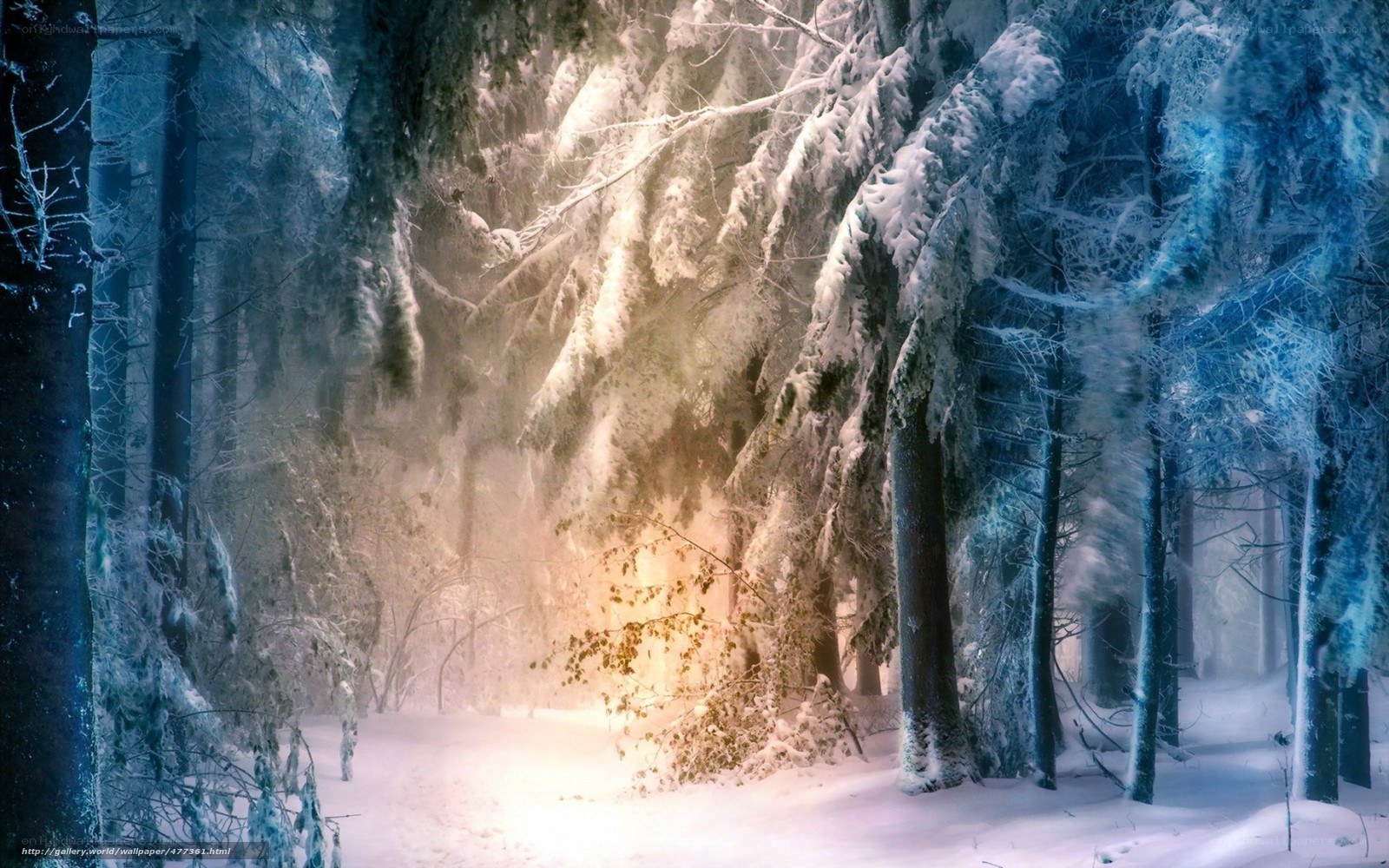Snowy forest with golden light