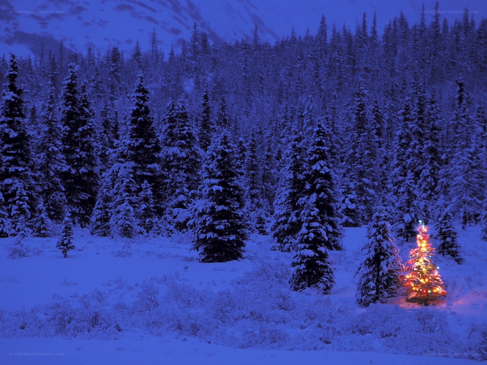 snowy forest with lit tree