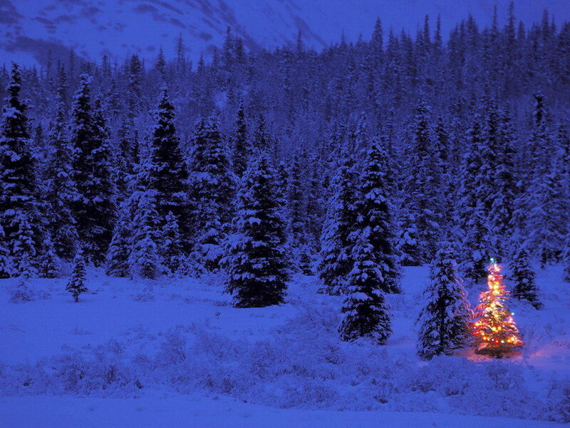snowy forest with lit tree