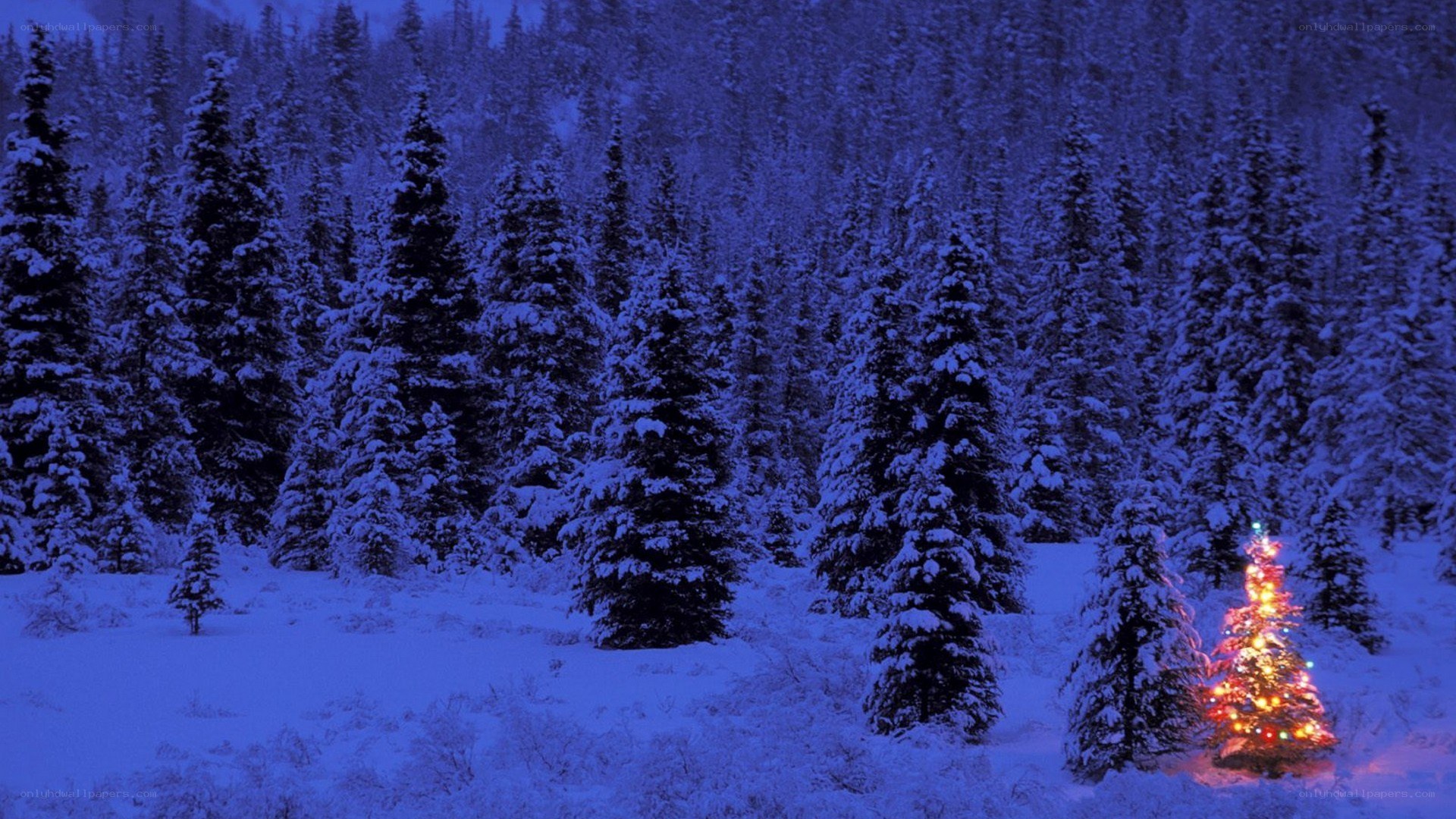 snowy forest with lit tree