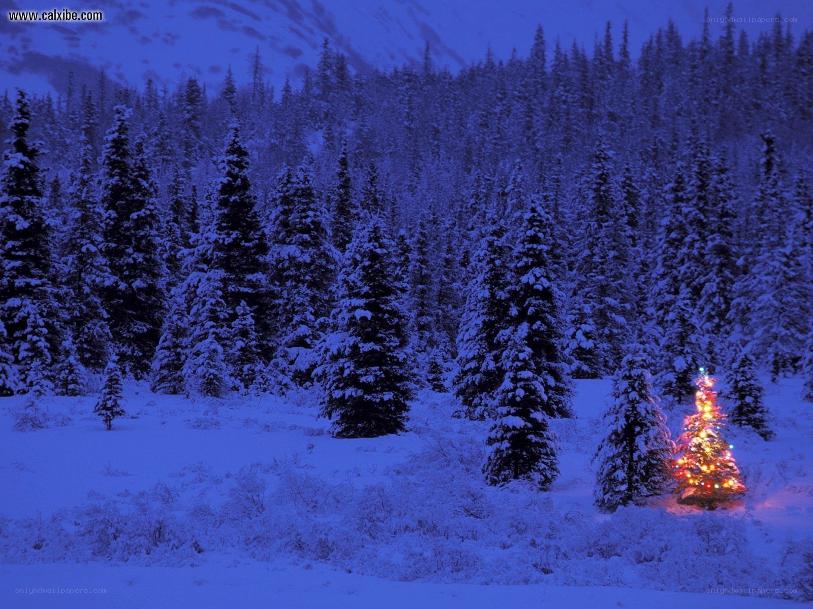 Snowy forest with lit tree