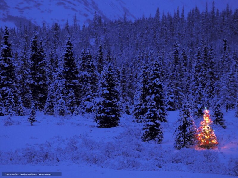 Snowy forest with lit tree