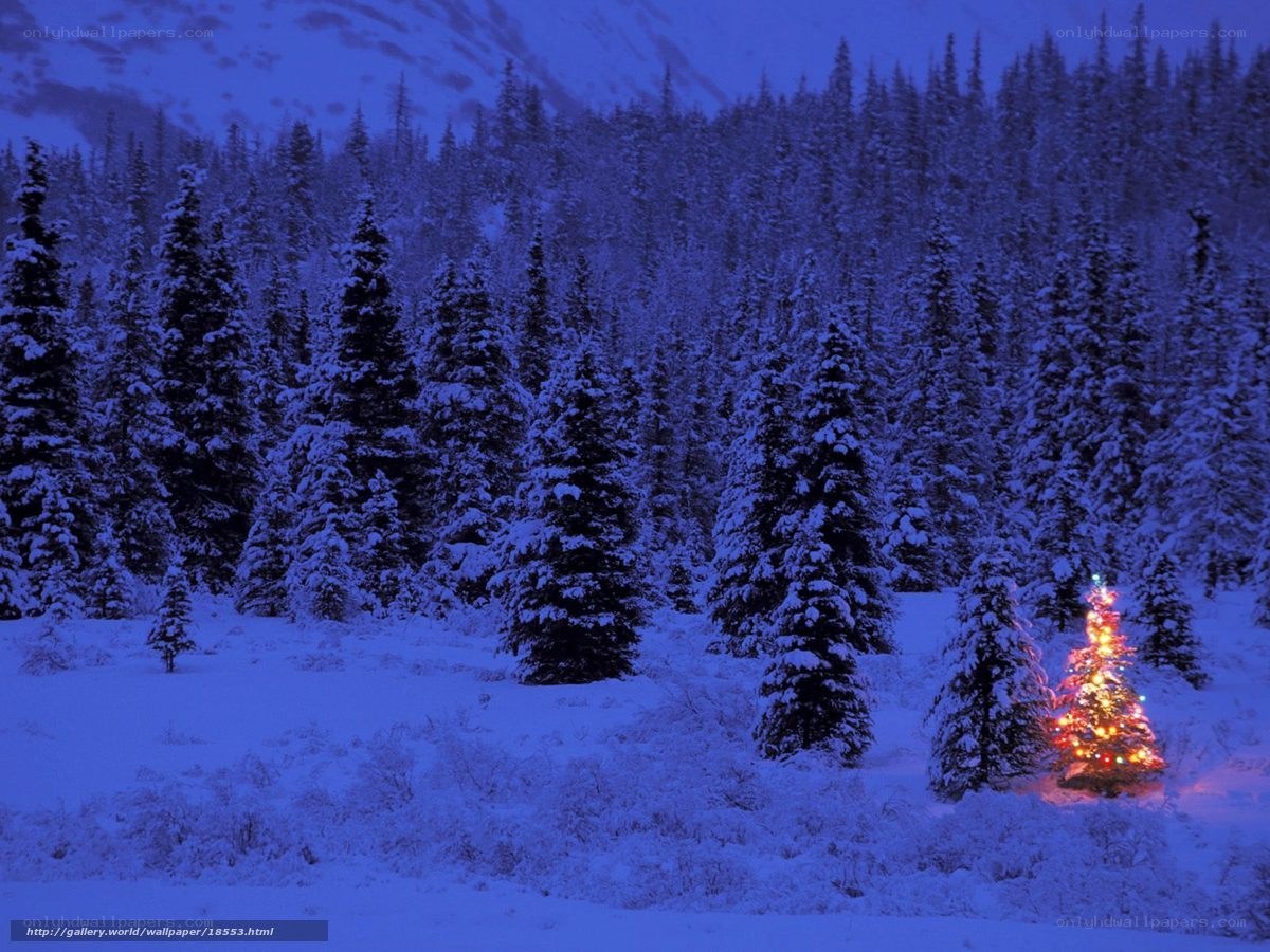 Snowy forest with lit tree