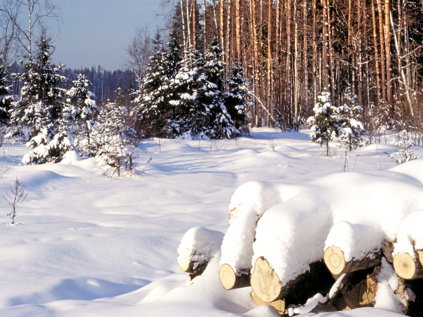 Snowy forest with logs