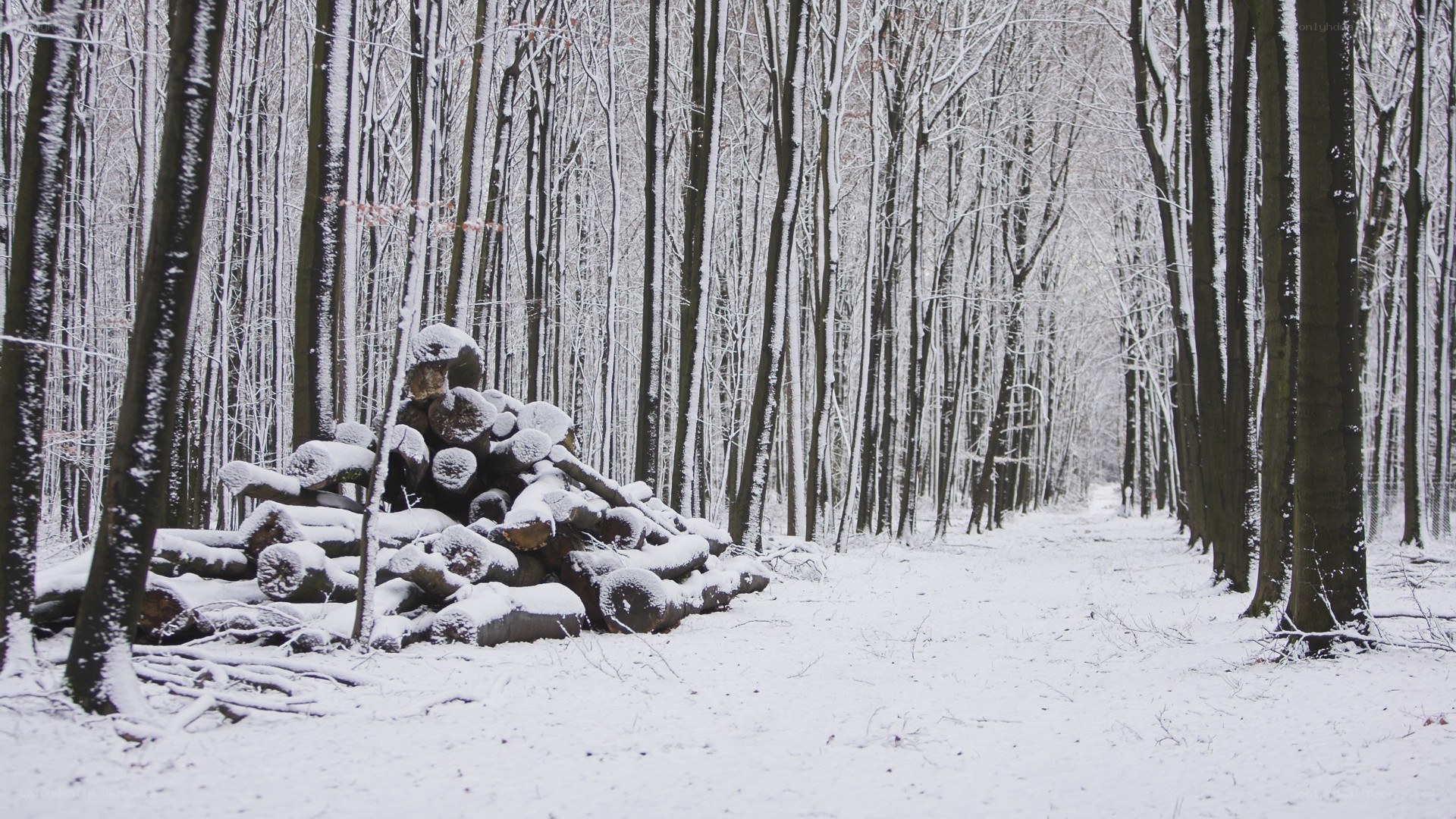 Snowy forest with logs