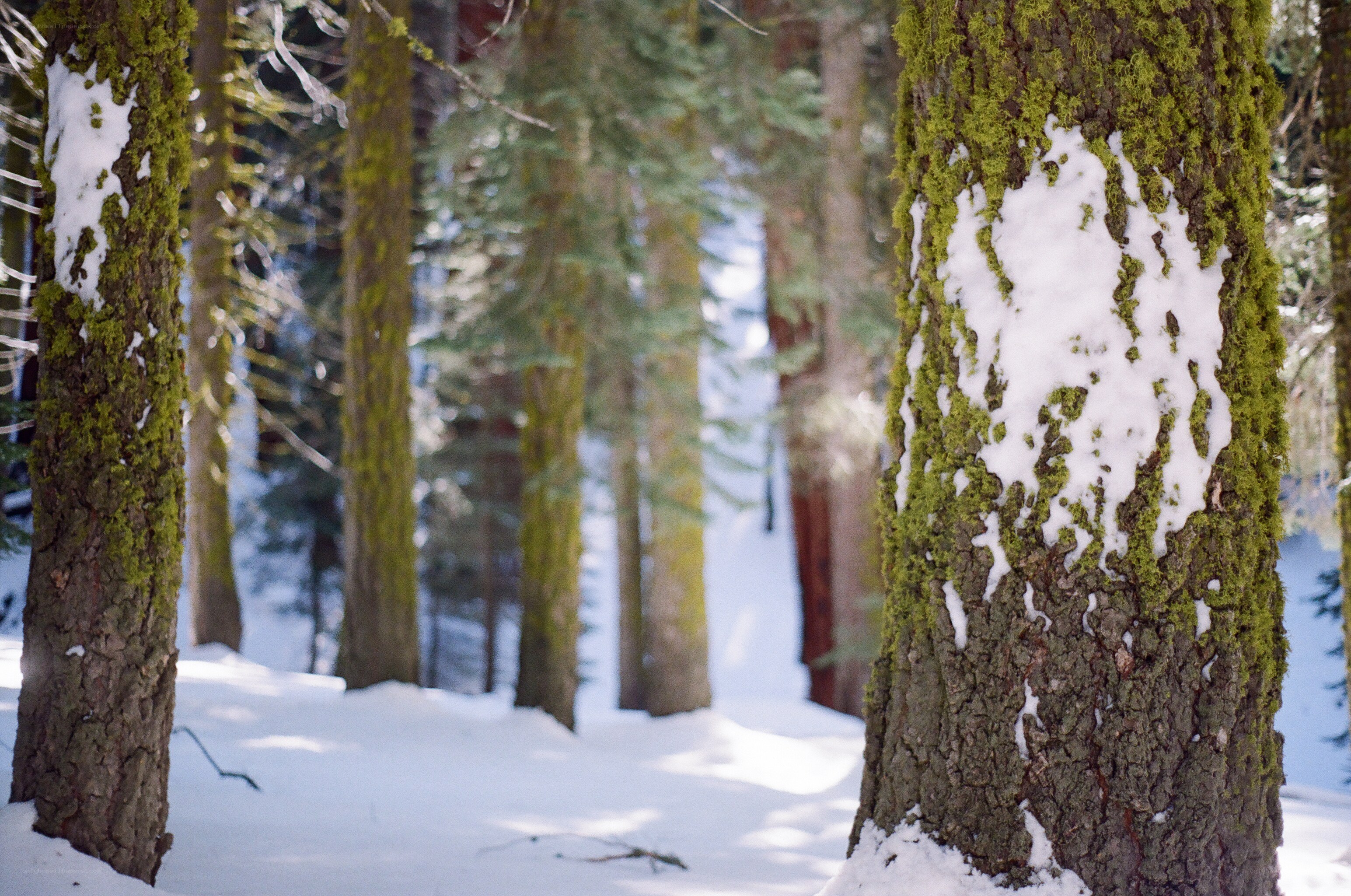 Snowy forest with moss-covered trees