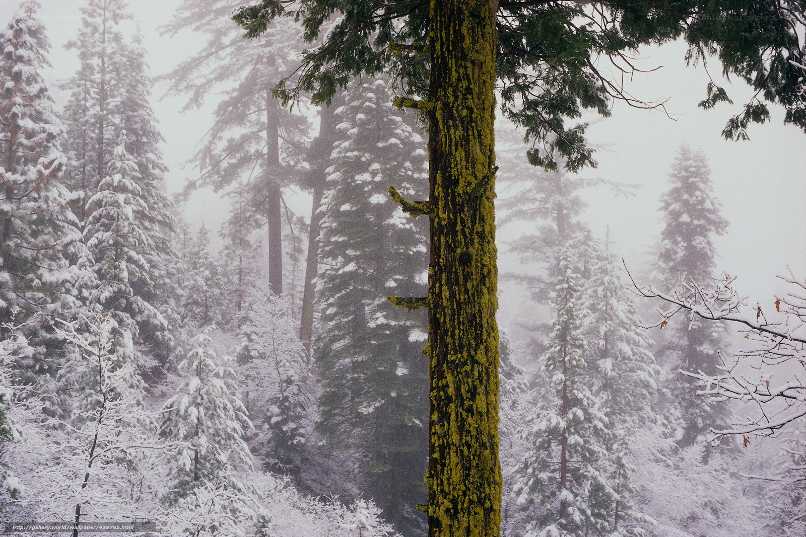 Snowy forest with mossy tree
