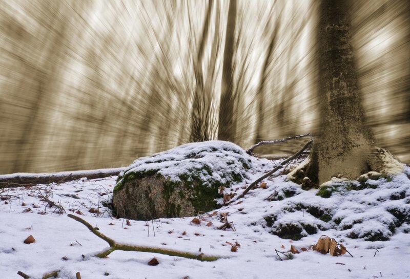 Snowy forest with motion blur