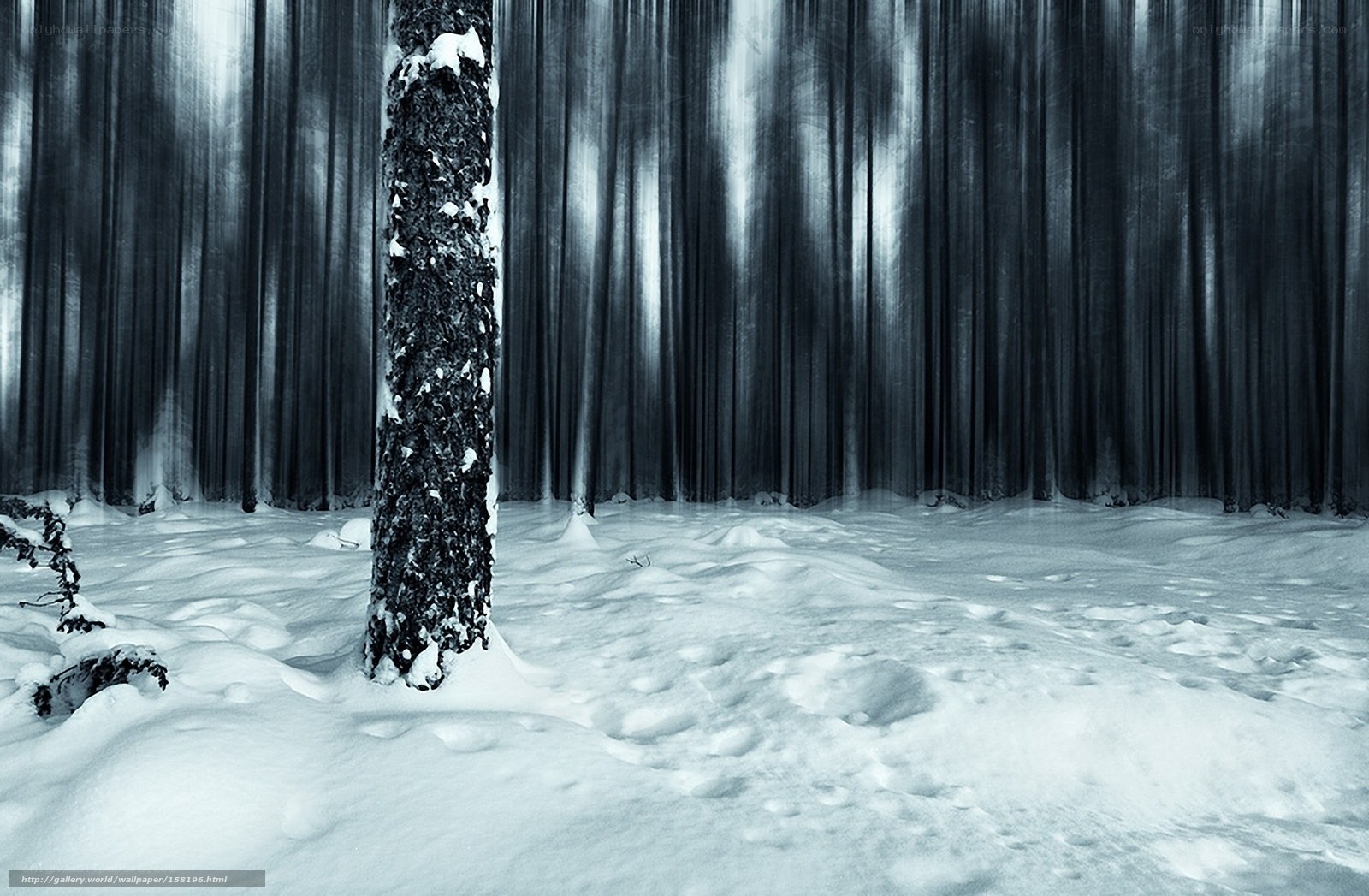 Snowy forest with motion blur