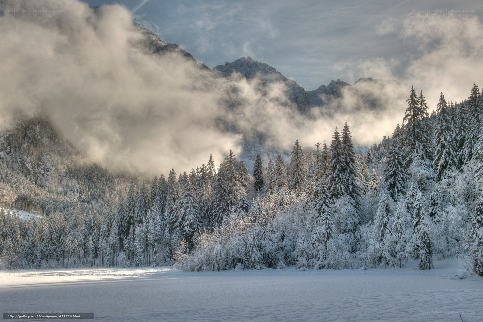 Snowy forest with mountain mist