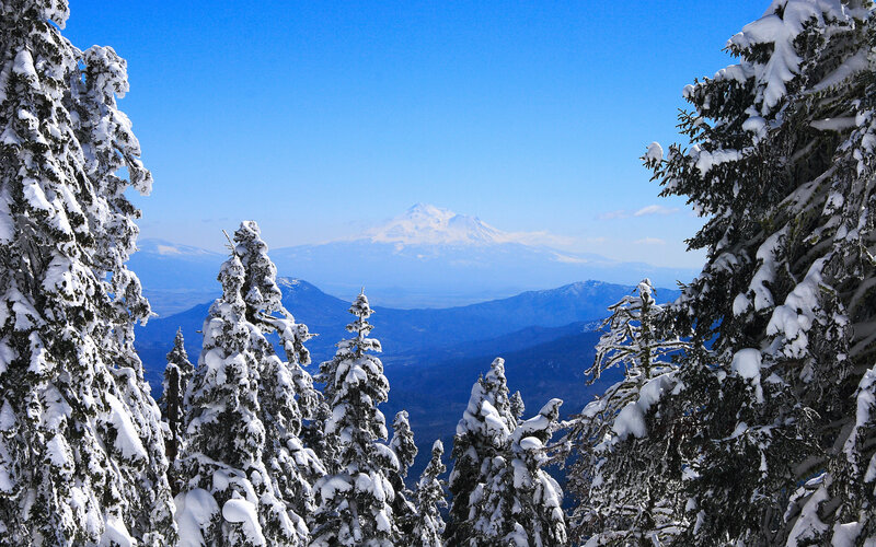 Snowy forest with mountain view