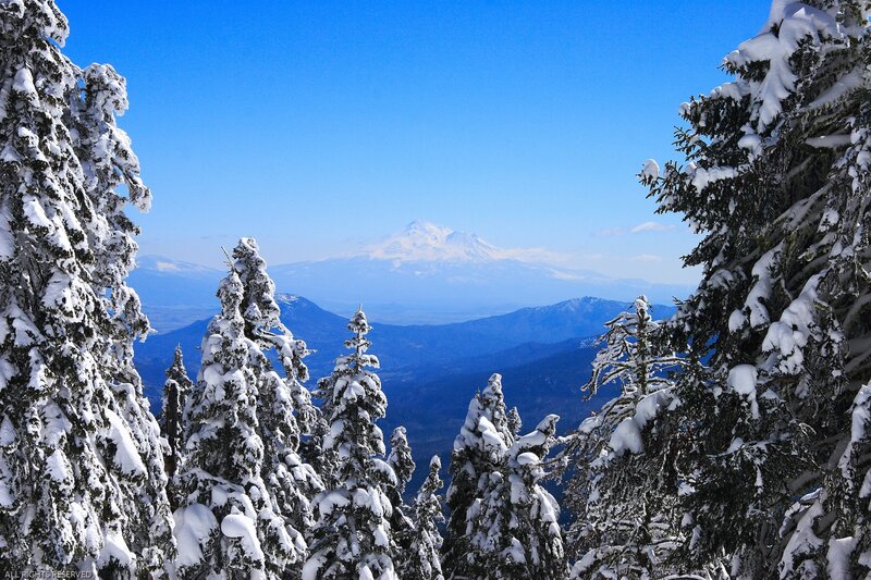 Snowy forest with mountain view