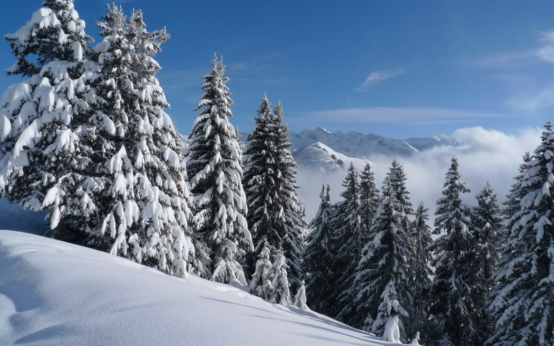 Snowy forest with mountain view