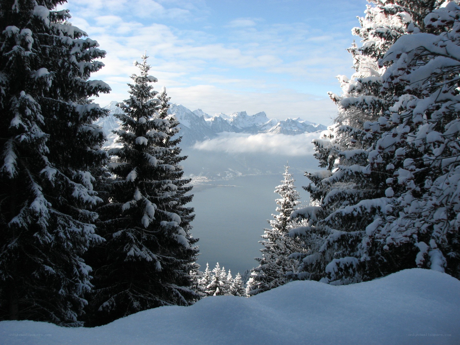 Snowy forest with mountain view