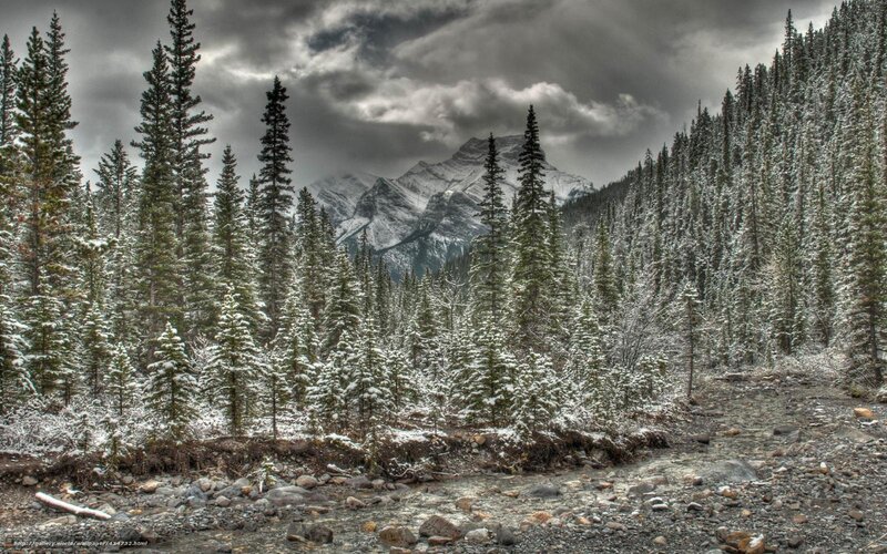 Snowy forest with mountain view