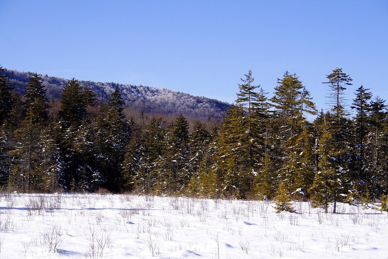 Snowy forest with mountains