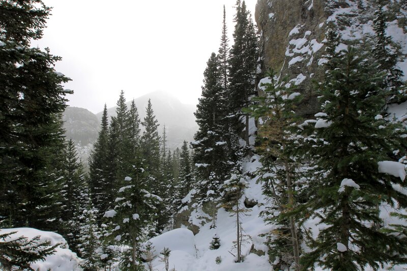 Snowy forest with mountains