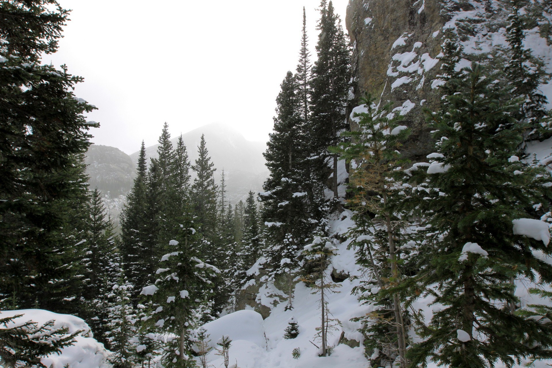 Snowy forest with mountains