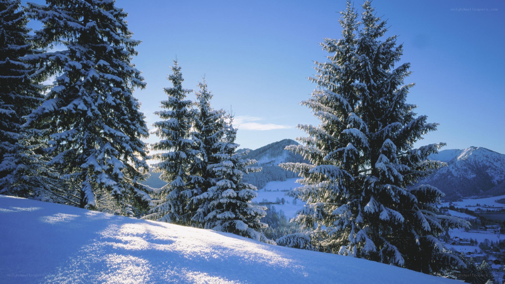 snowy forest with mountains